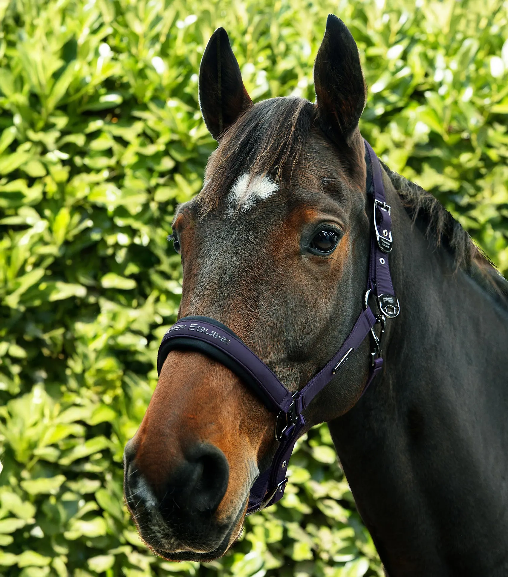 Duco Padded Head Collar with Lead Rope Grape