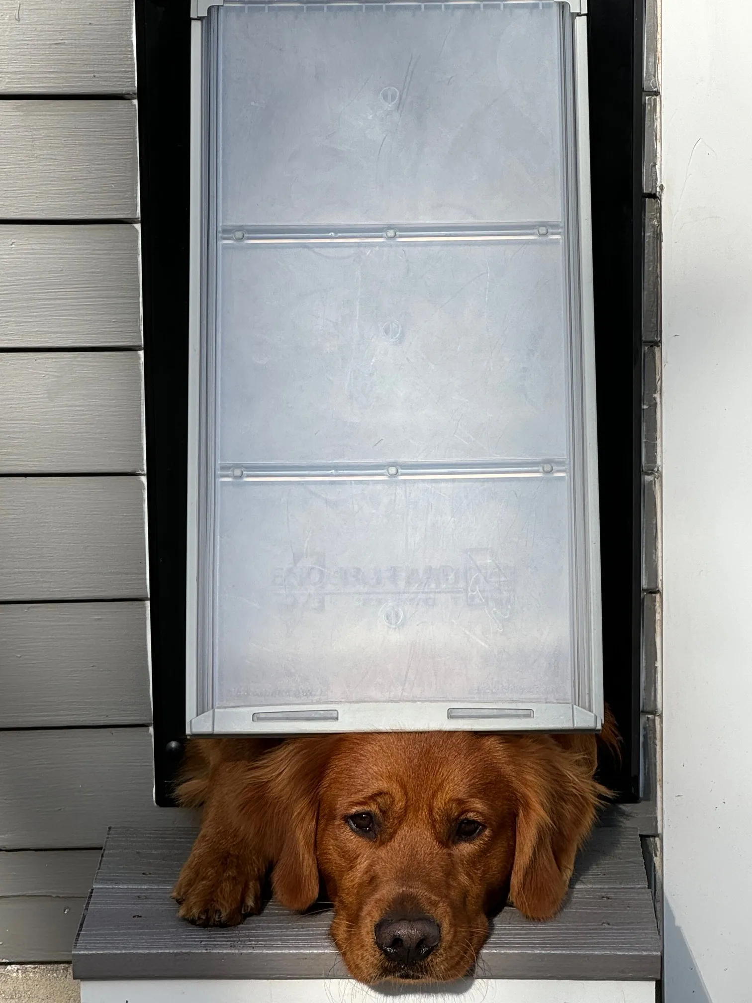 Endura Flap Designer Pro Series Pet Door for Walls