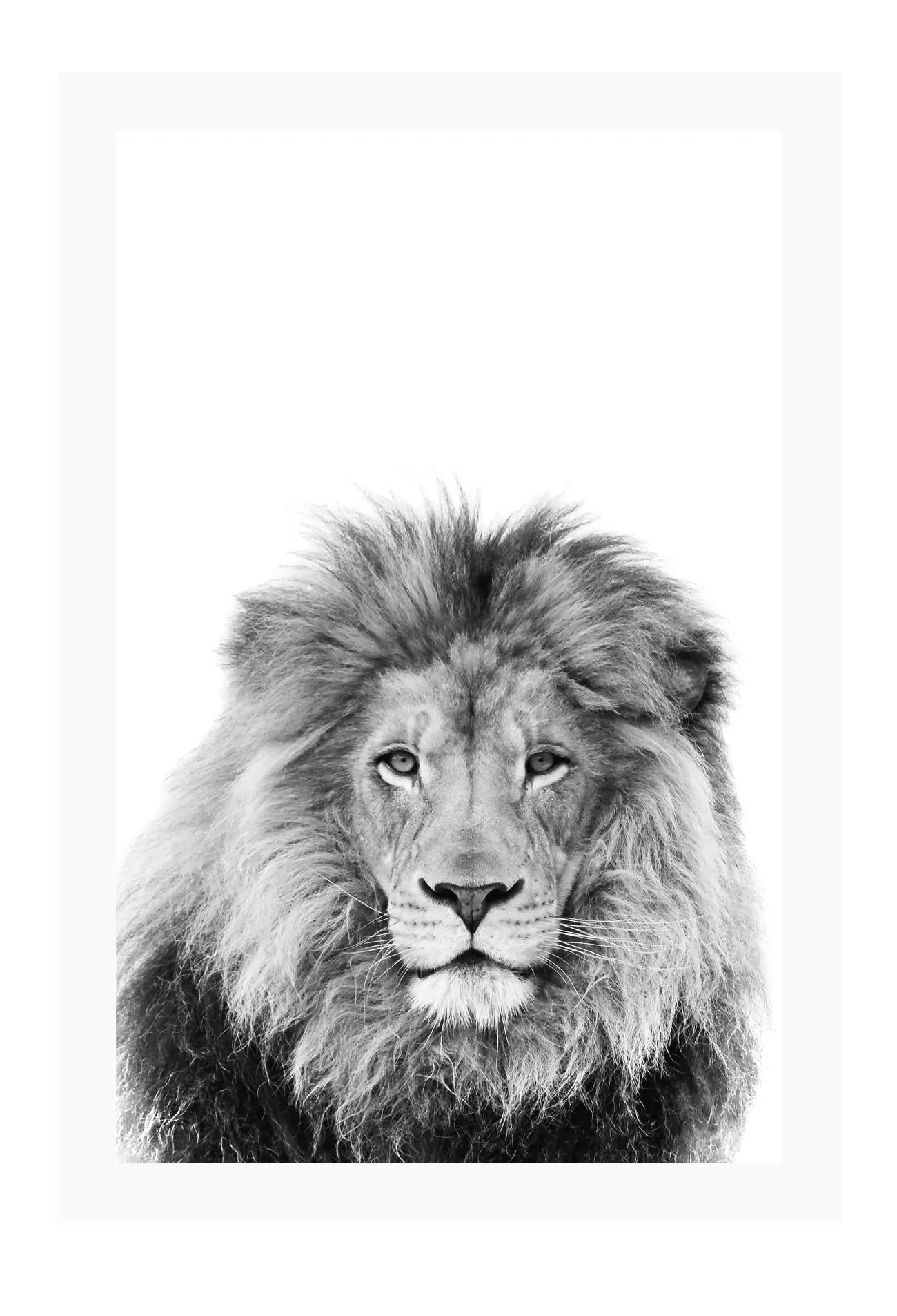 Lion Sketch